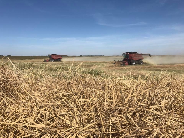 This photo of Gordon Doane & Yolanda Claassens taking off canola at Doane Grain Farms was submitted as part of our Harvest Photo Contest